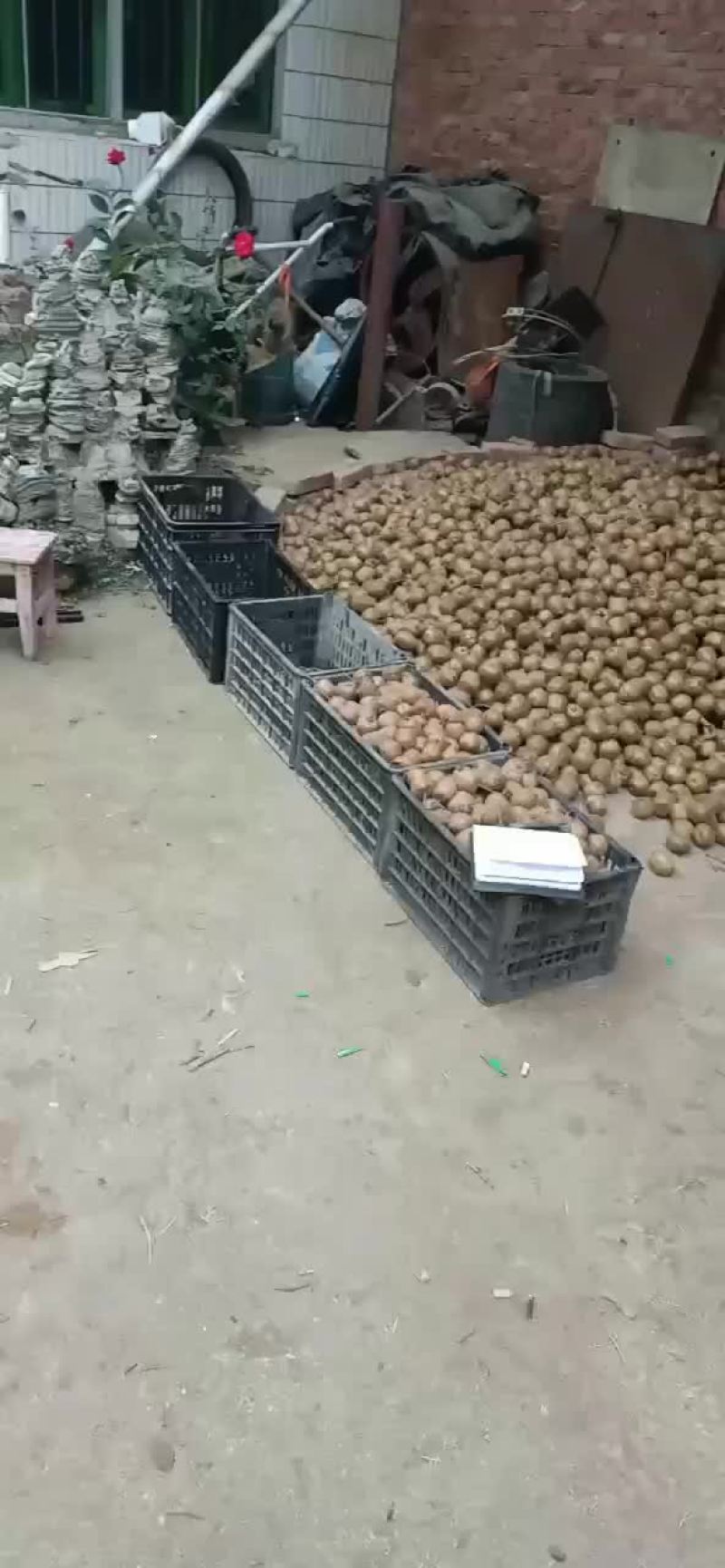 陕西眉县绿心徐香猕猴桃