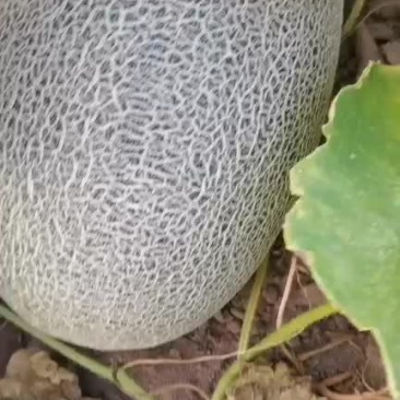 蜜瓜
