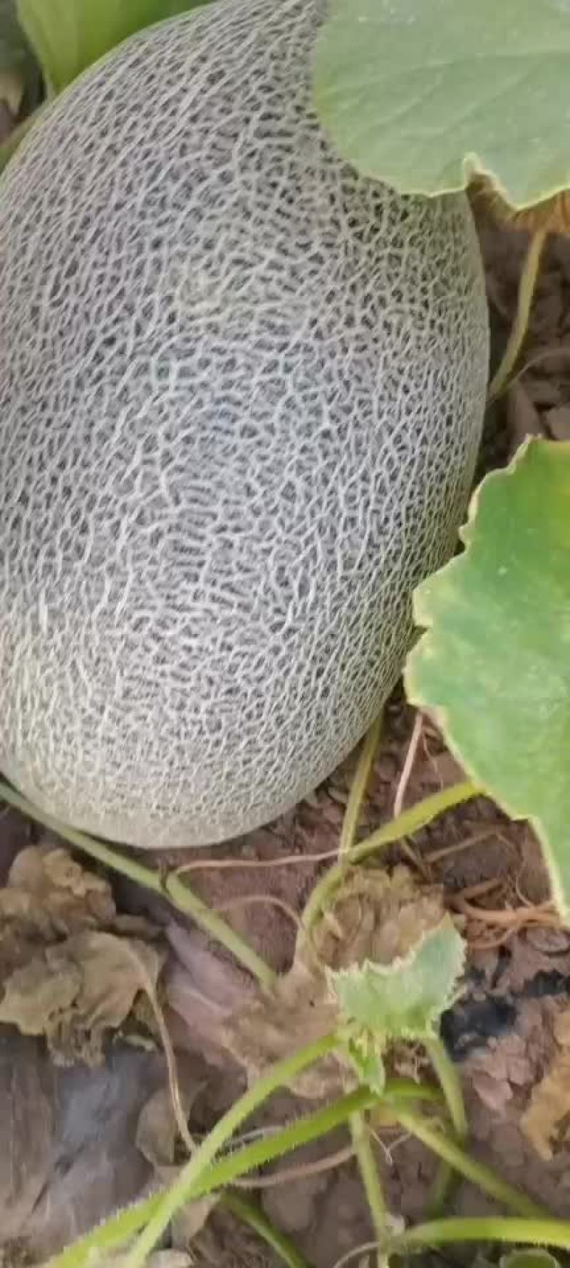 蜜瓜