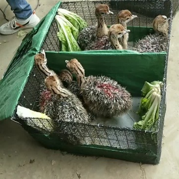 《推荐热门》非洲鸵鸟苗价格