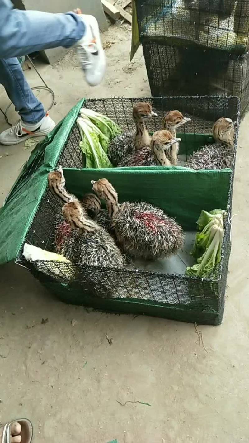 《推荐热门》非洲鸵鸟苗价格