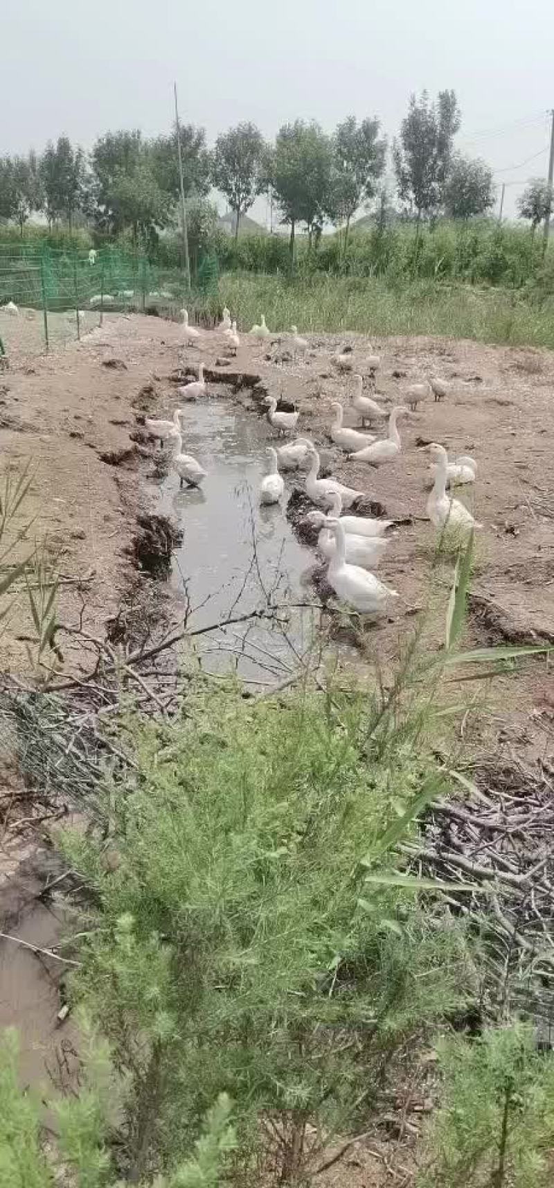 出售三花大白鹅