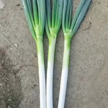 河北抚宁大葱