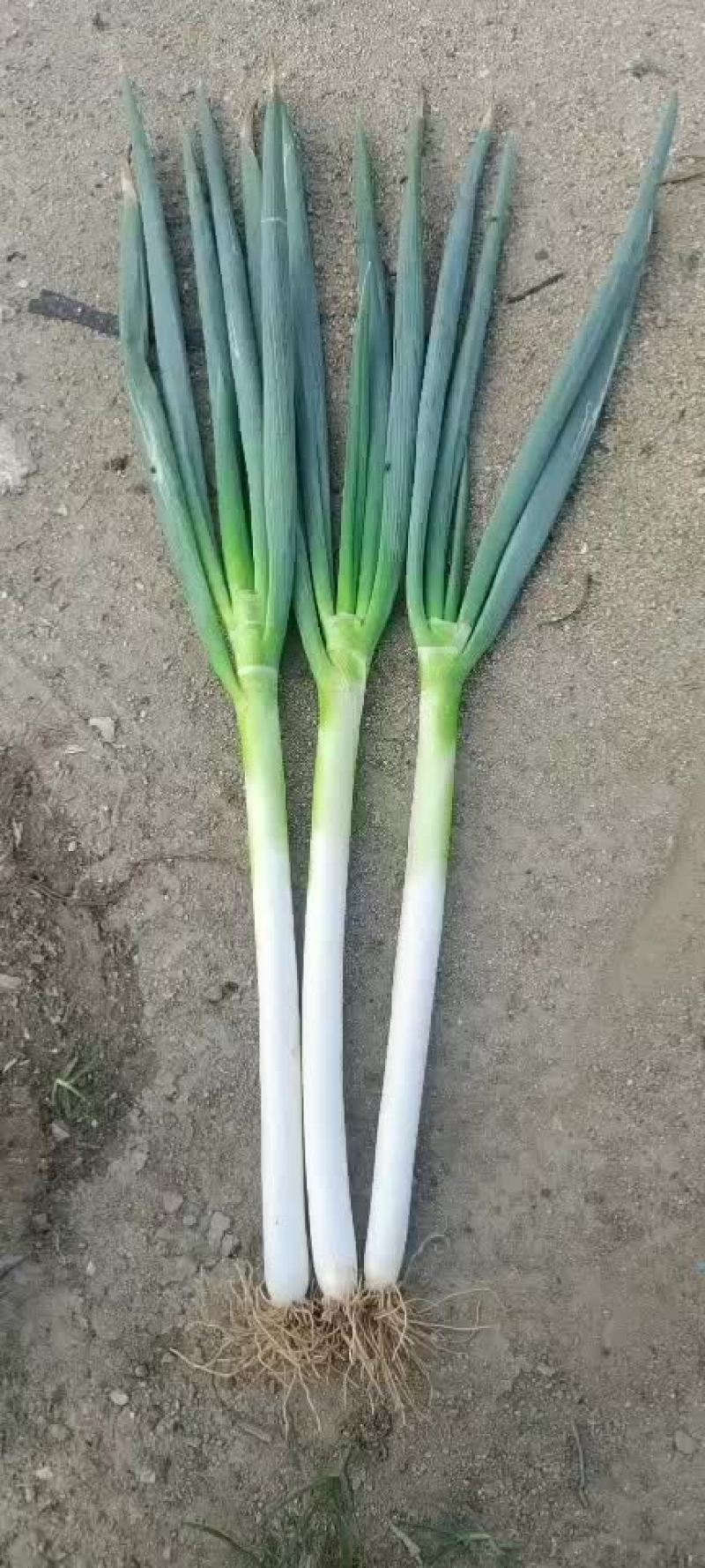 河北抚宁大葱