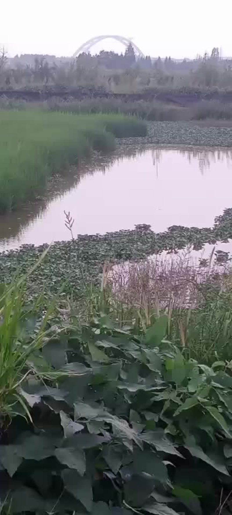 生态甲鱼