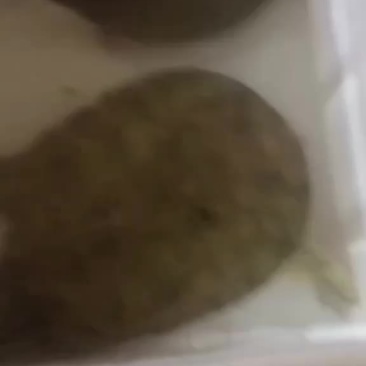 生态甲鱼