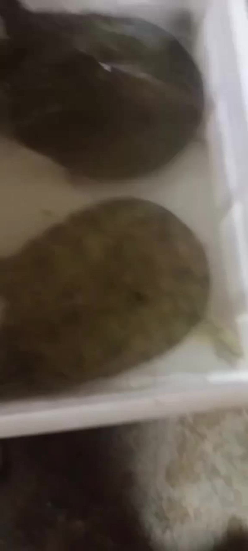 生态甲鱼