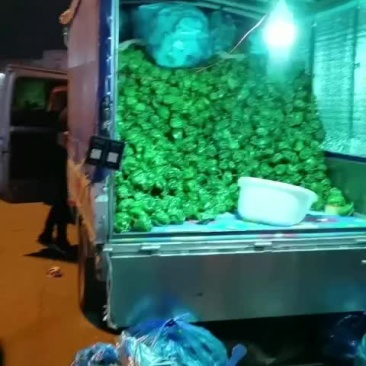 精品胡萝卜