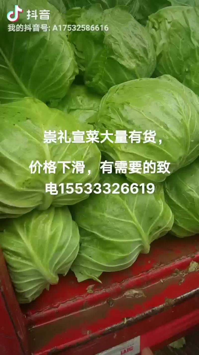 崇礼面包甘蓝，数量大，质量优，价格低，诚信为本，信誉至上