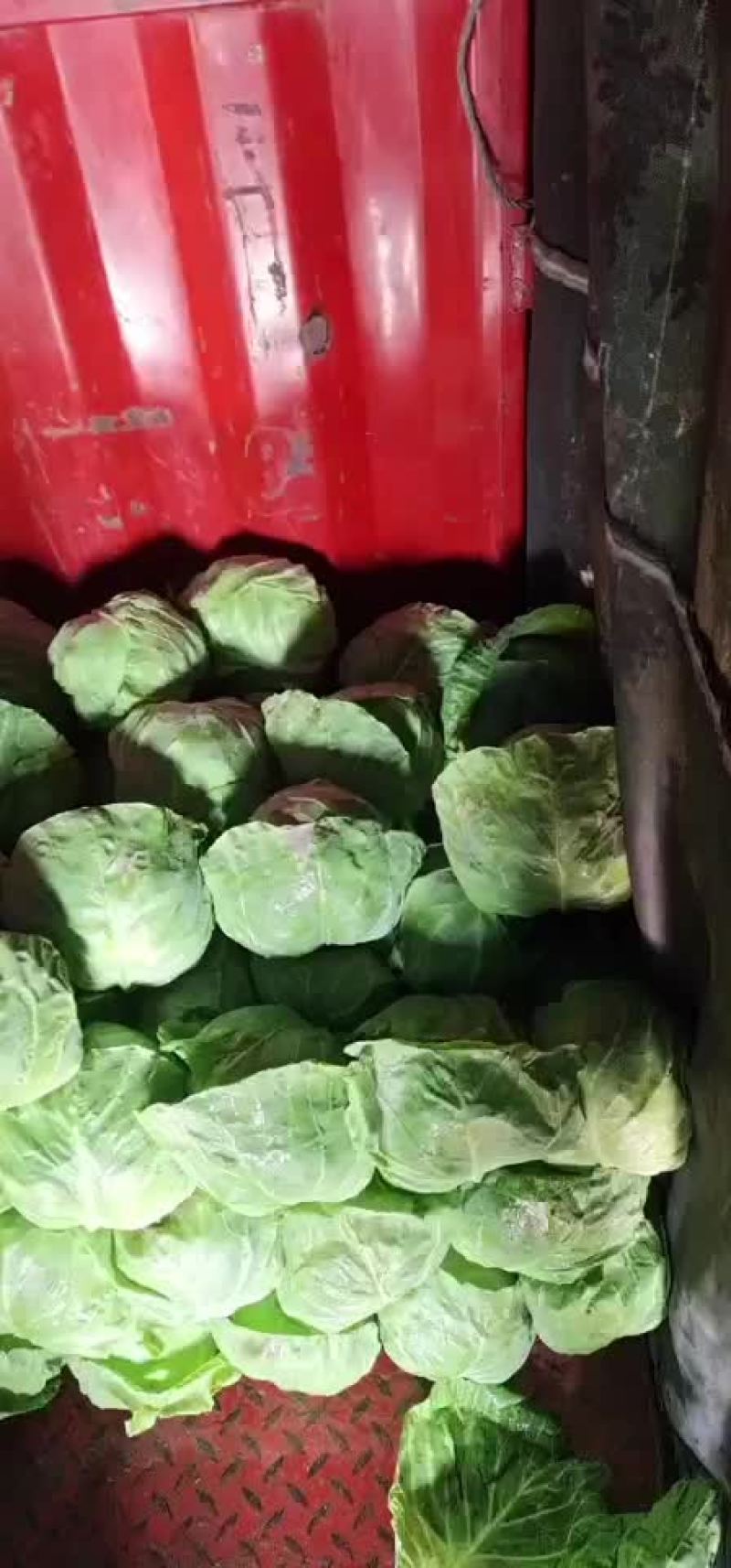 崇礼面包甘蓝，数量大，质量优，价格低，诚信为本，信誉至上