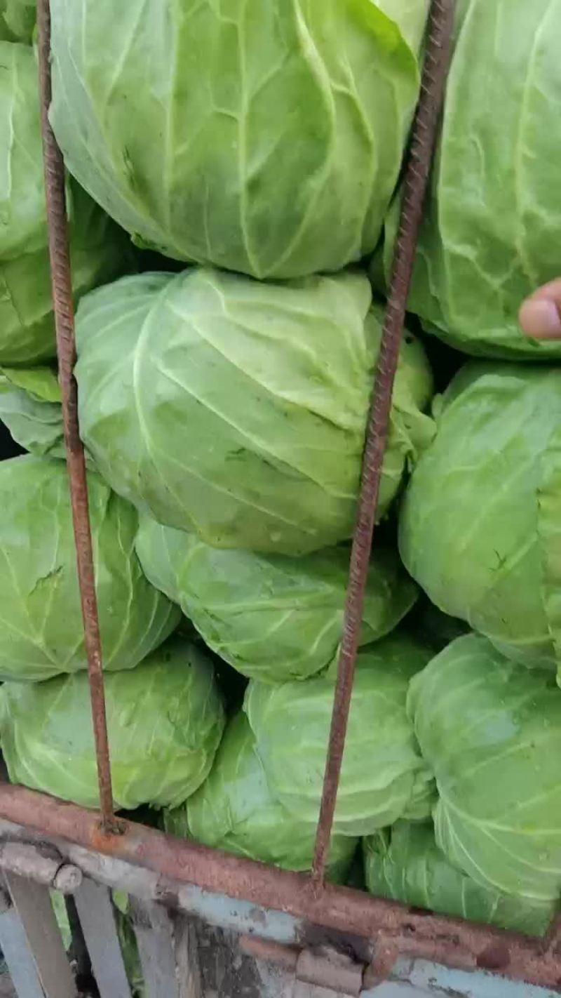 崇礼面包甘蓝，数量大，质量优，价格低，诚信为本，信誉至上