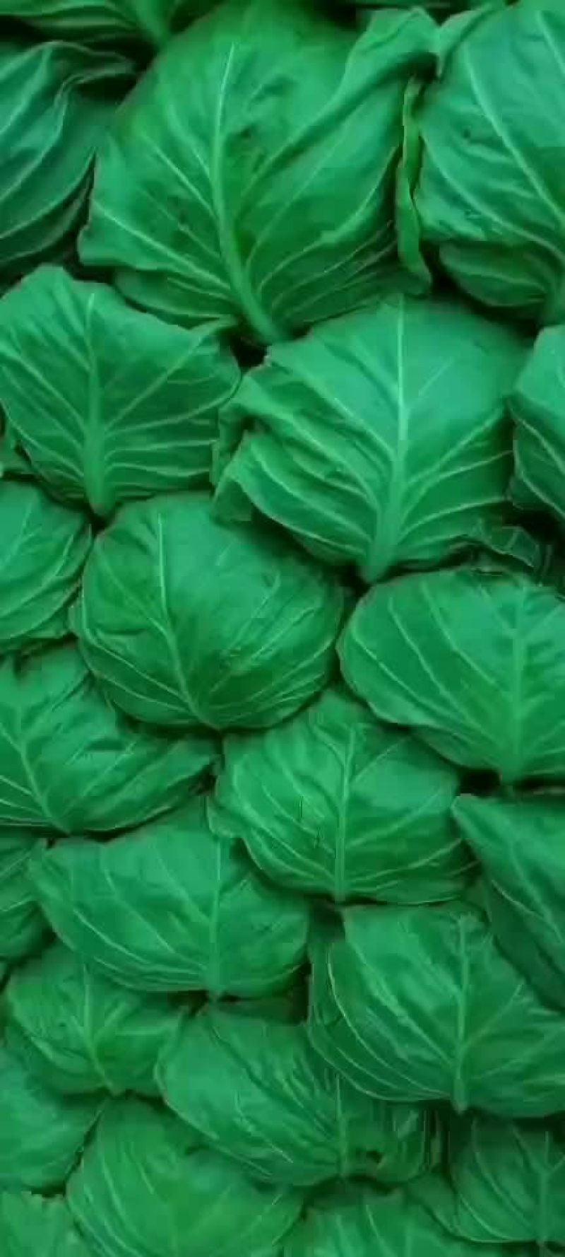 崇礼面包甘蓝，数量大，质量优，价格低，诚信为本，信誉至上