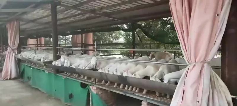 美国白山羊，怎么样养可以成功
