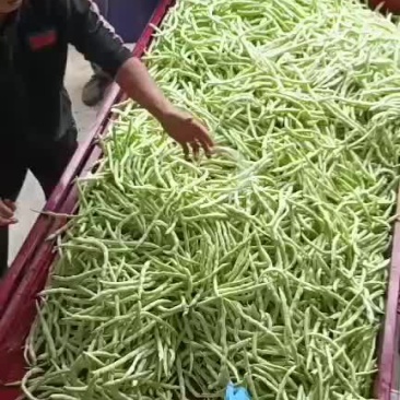 白肉豆