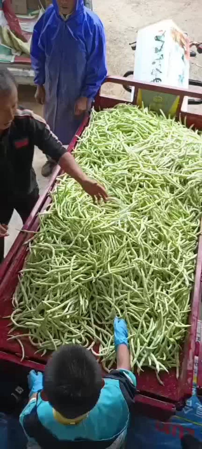 白肉豆
