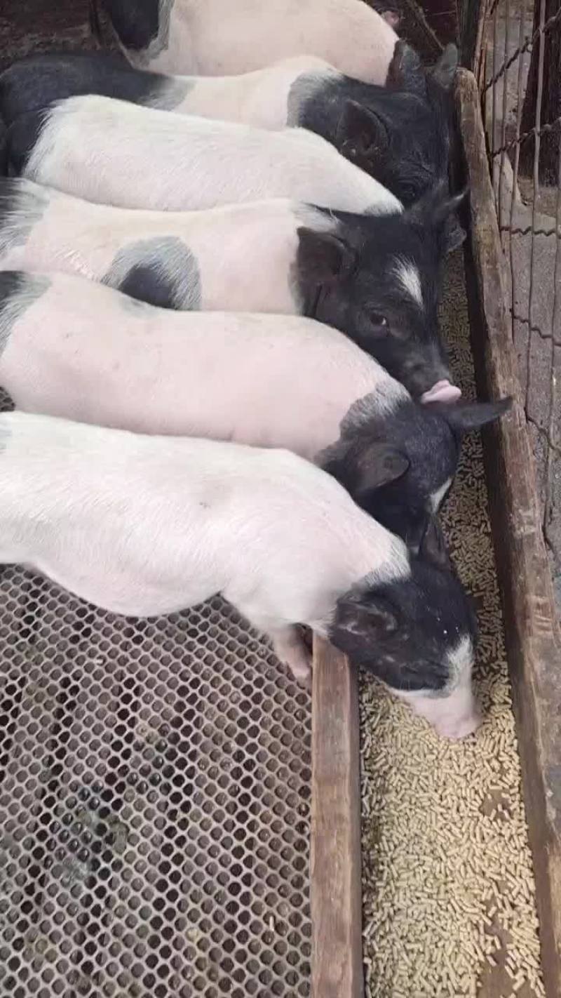巴马香猪出售中需要的联系