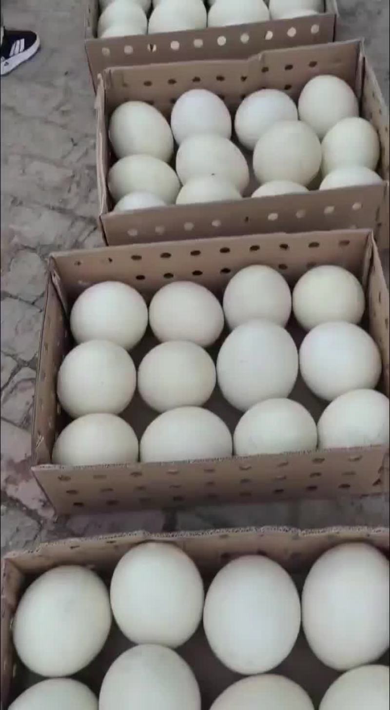 鸵鸟蛋出售中需要的联系