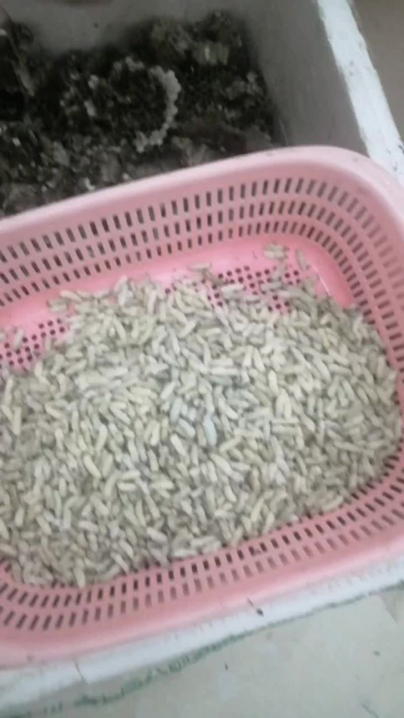 蜂蛹