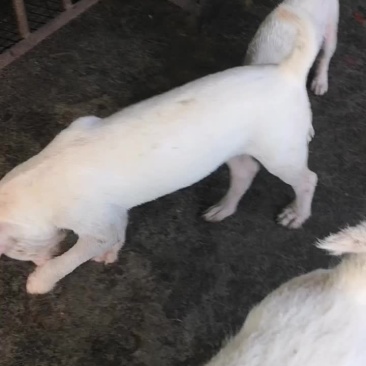 下司犬，师傅狗后带，公，母都有。