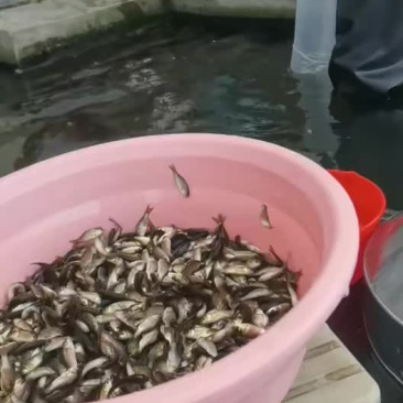 鲫鱼
