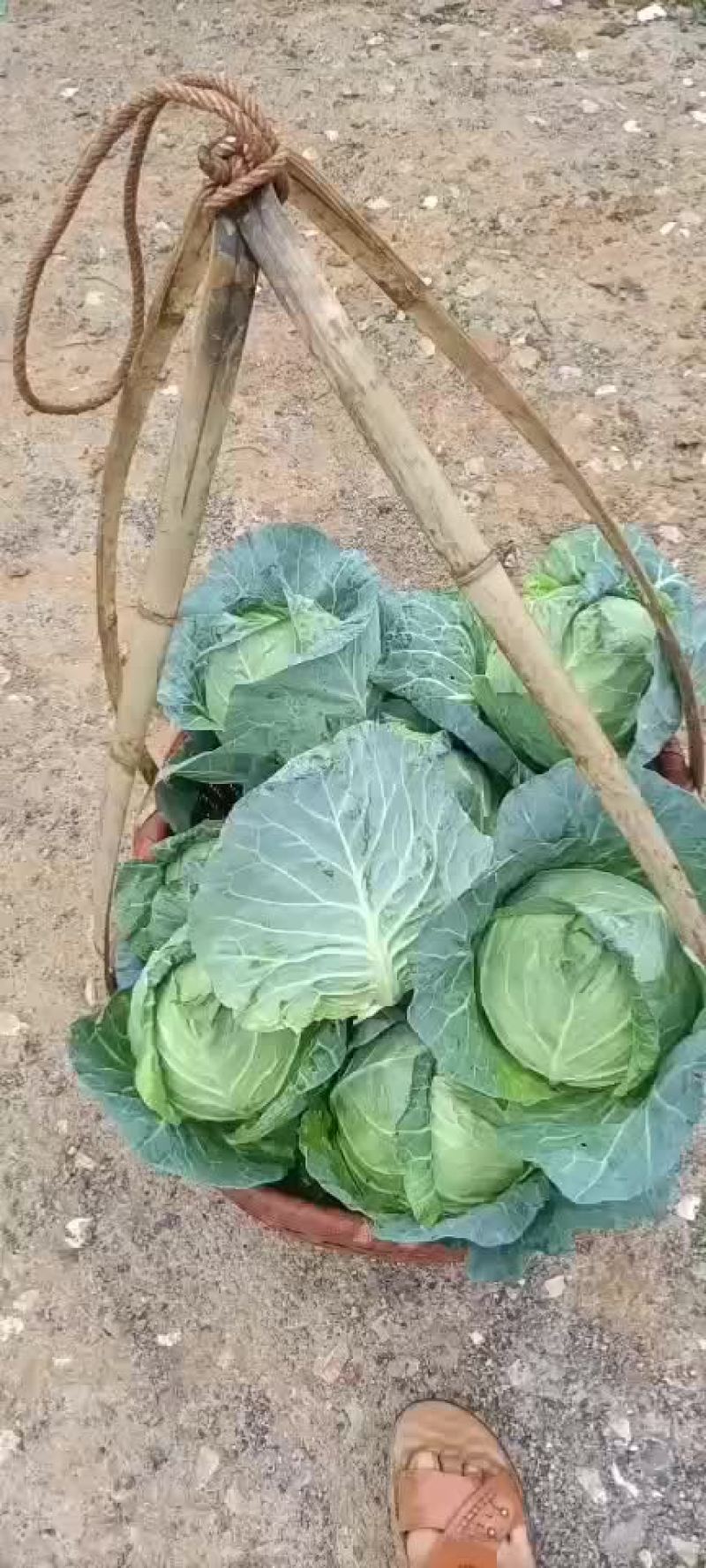 通海县圆包菜