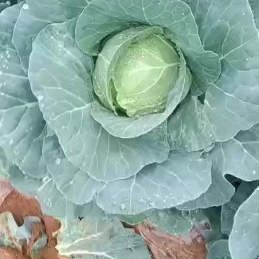 通海县圆包菜