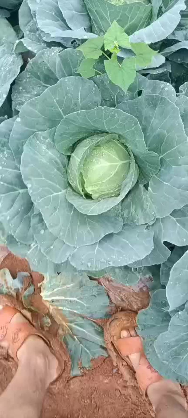 通海县圆包菜