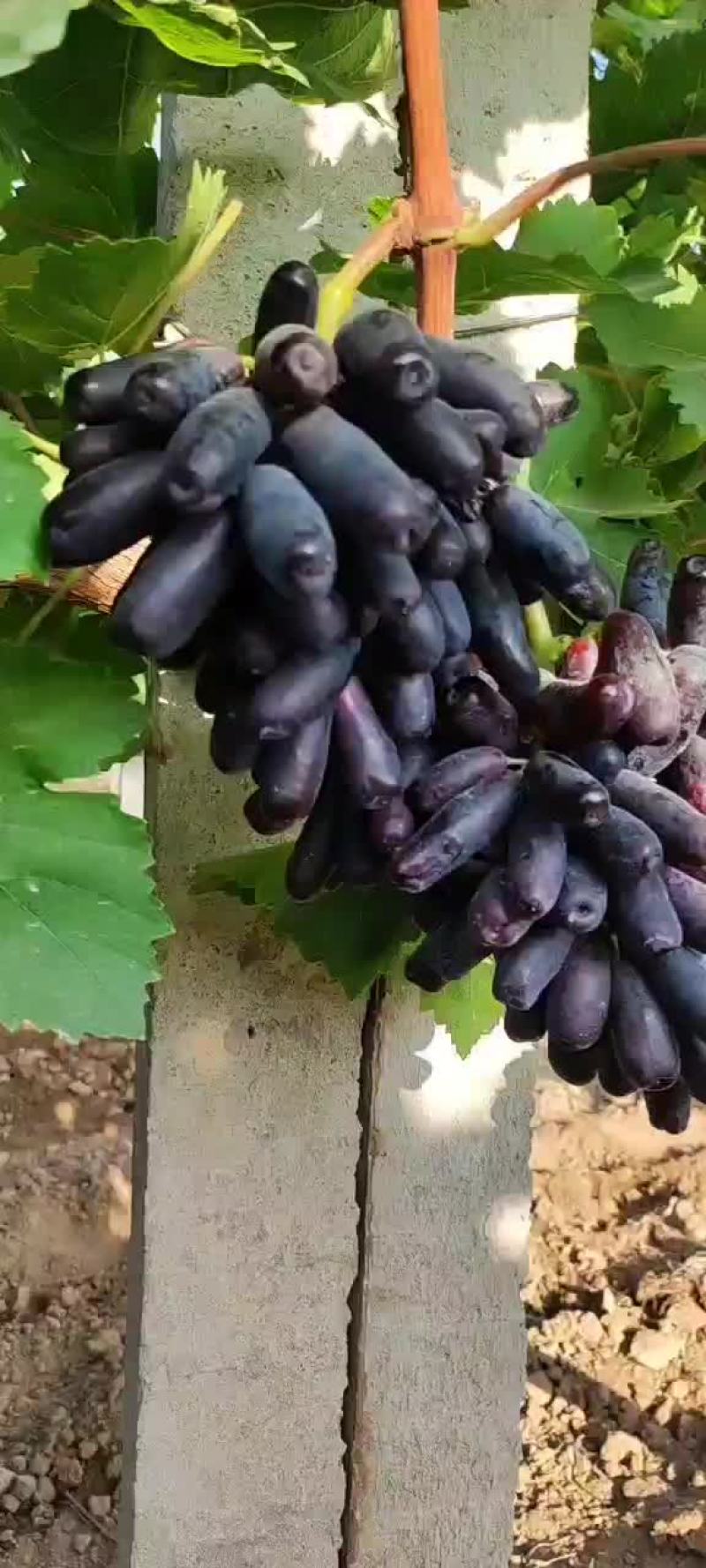 大量供应陕西葡萄