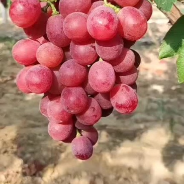 大量供应陕西葡萄
