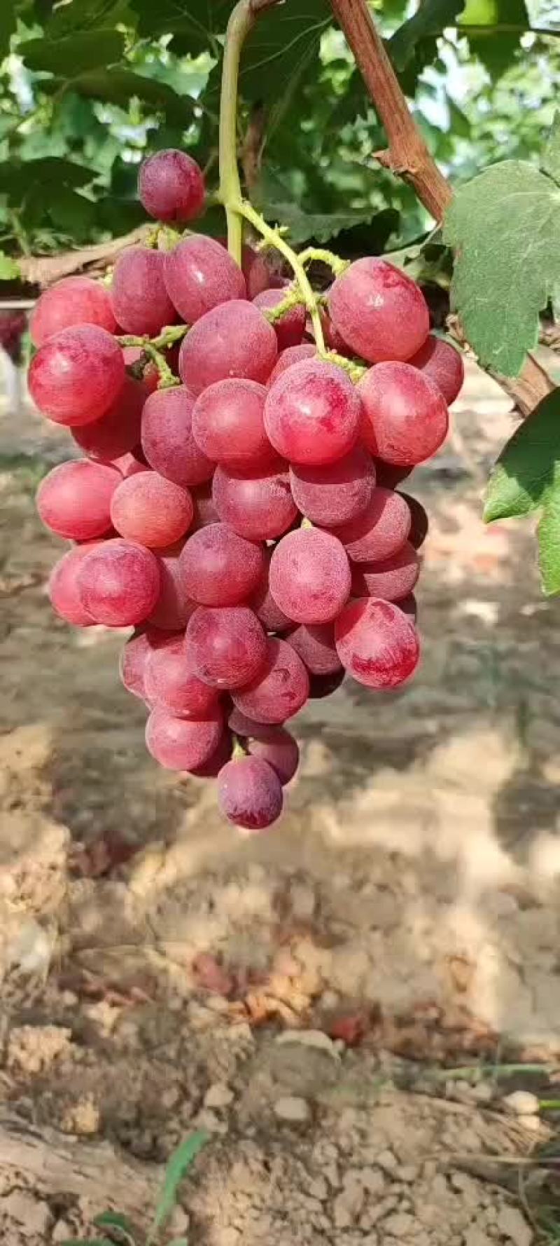 大量供应陕西葡萄