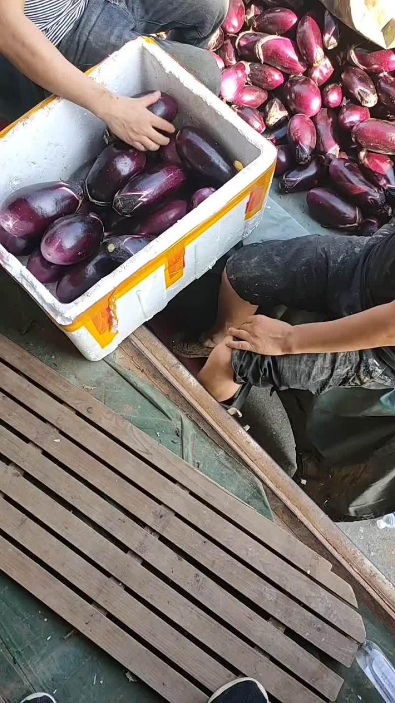 茄子联系了