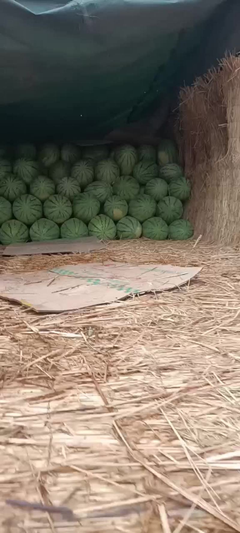 西沙瓜特价还有七八千斤