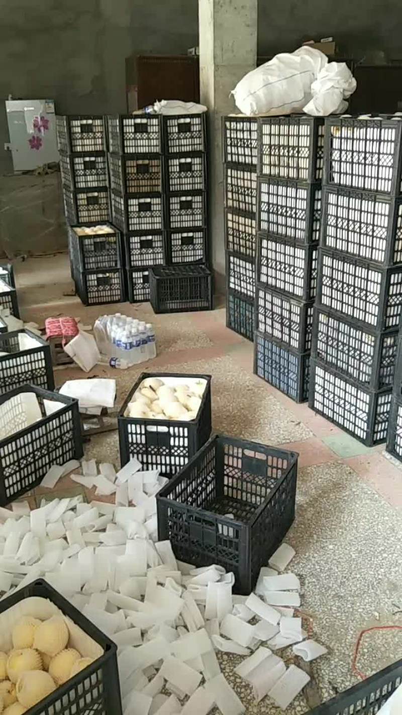 安徽省砀山县皇冠梨大量上市中，欢迎各地朋友前来采购。
