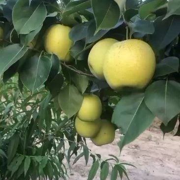 房山区梨
