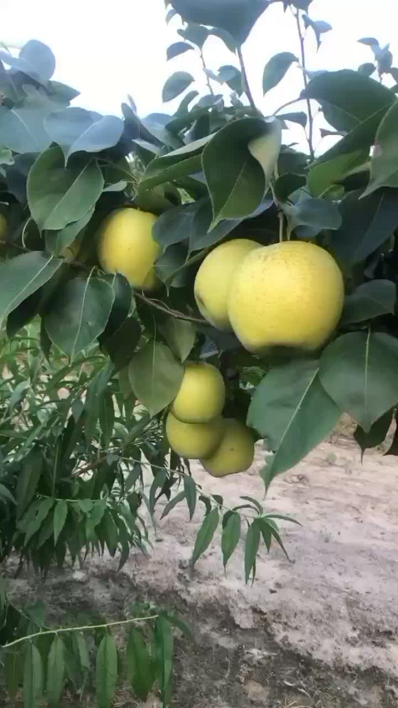 房山区梨