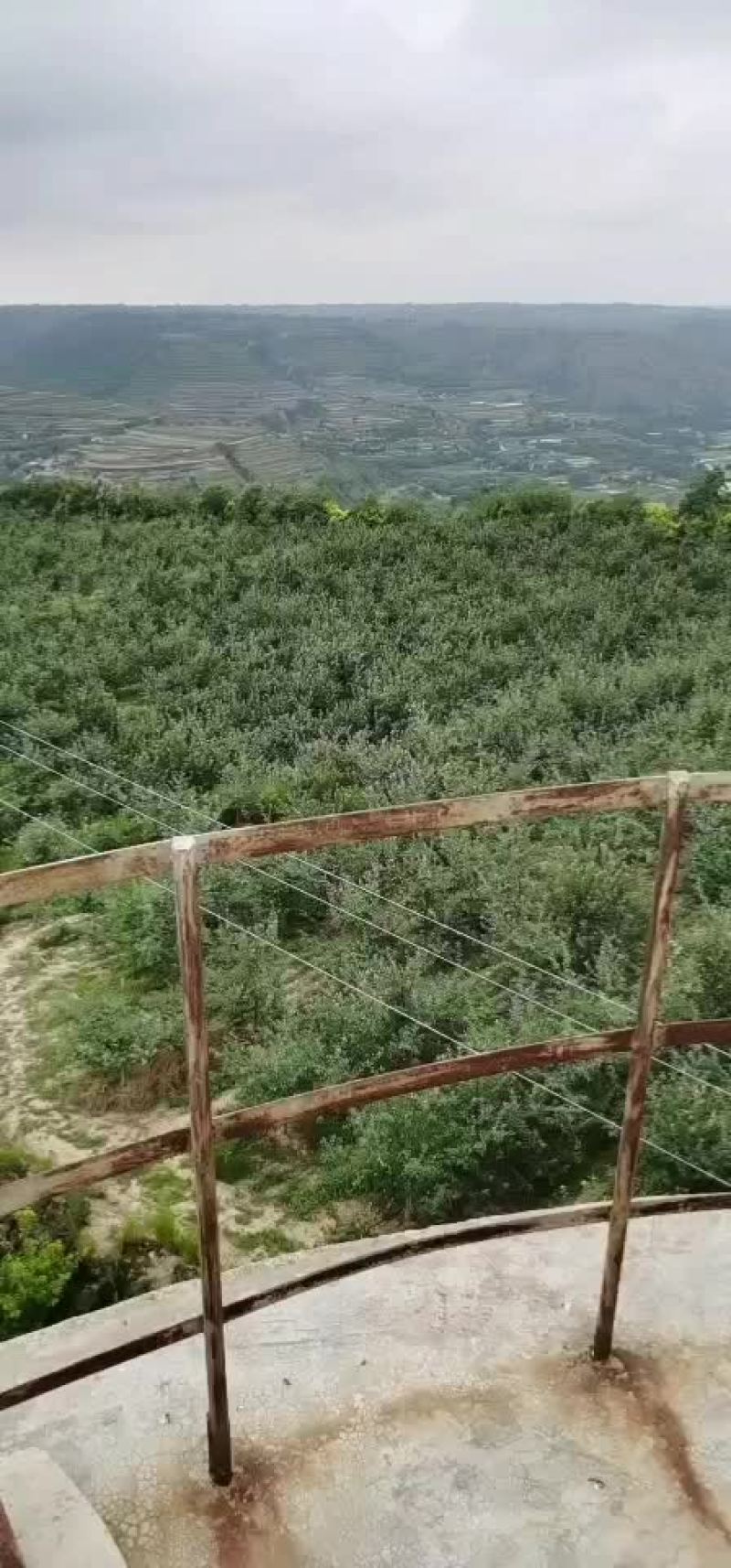 甘肃庆阳苹果