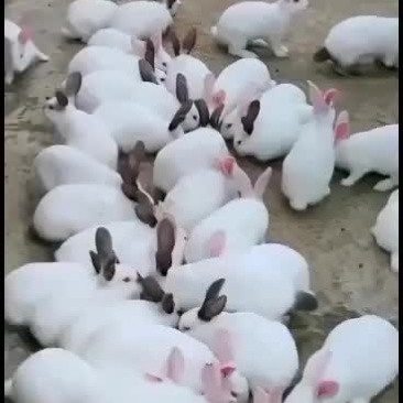新西兰种兔