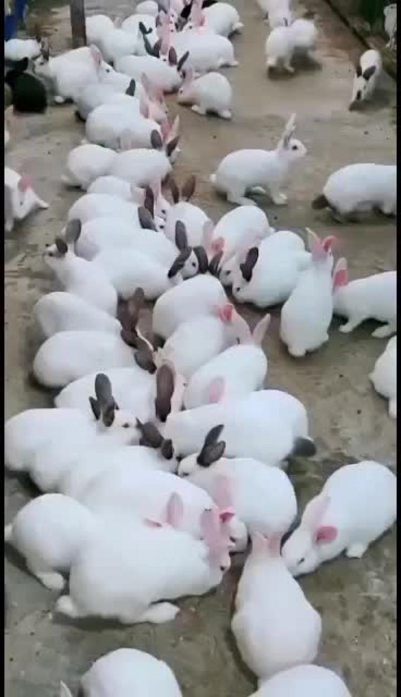 新西兰种兔