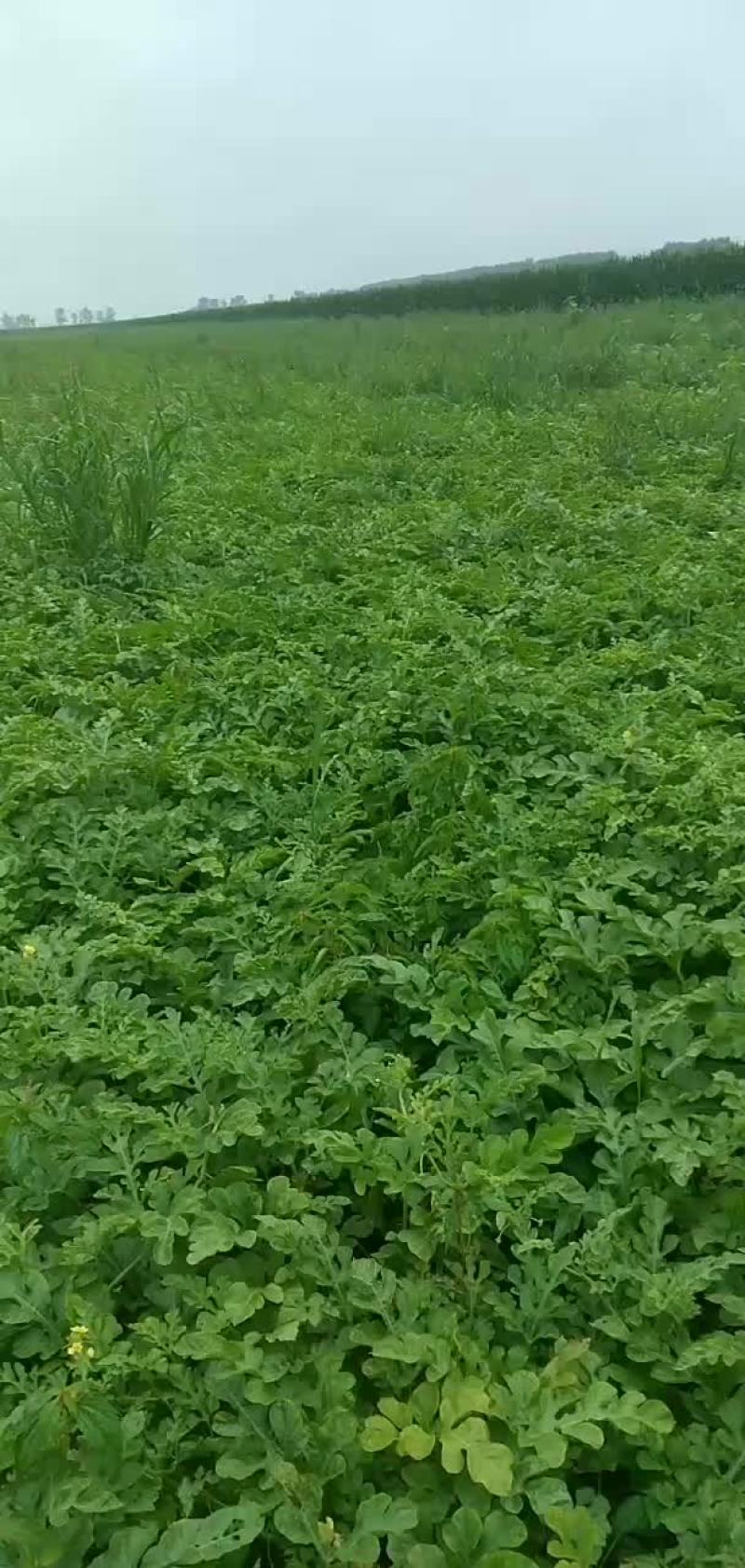 西瓜