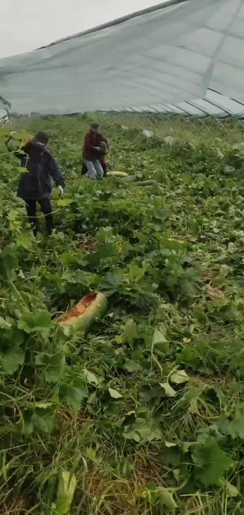 东瓜种植
