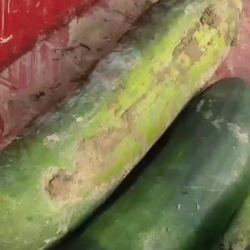 东瓜种植