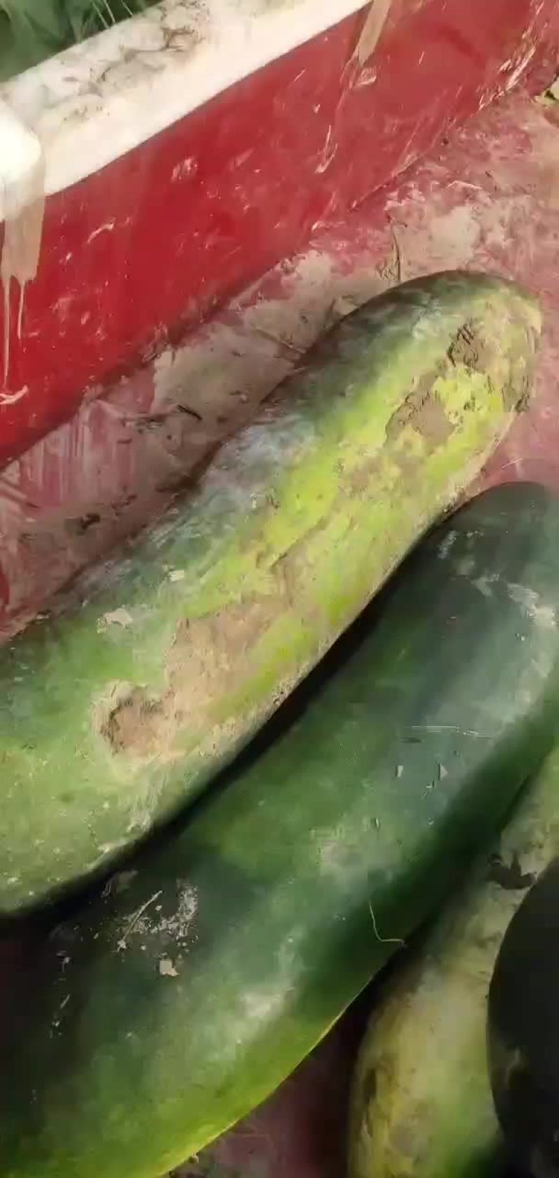 东瓜种植
