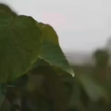 国家猕猴桃，奇异果，种植基地