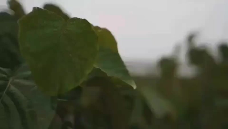 国家猕猴桃，奇异果，种植基地