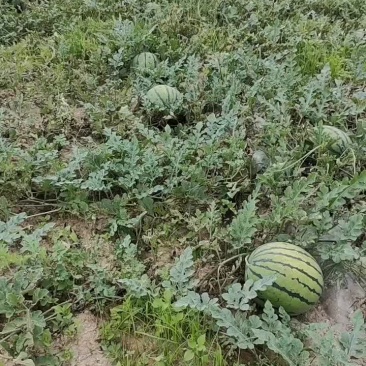 圆长瓜大量开园