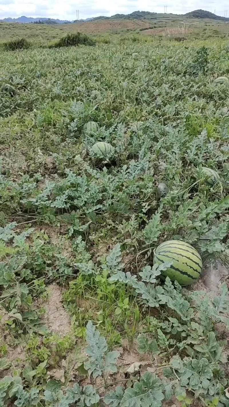 圆长瓜大量开园
