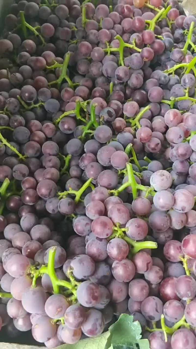 巨峰葡萄，颗粒大，口感甜，串均匀，糖度高颜色全红
