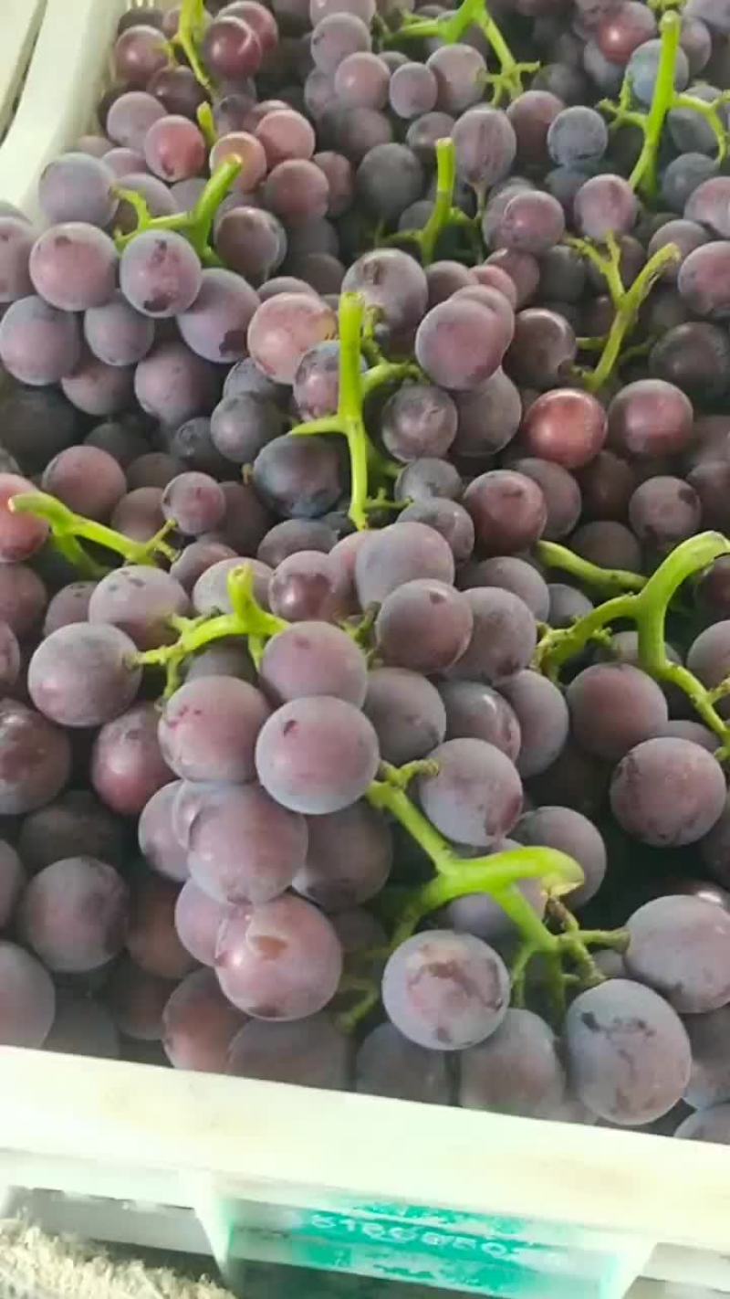 巨峰葡萄，颗粒大，口感甜，串均匀，糖度高颜色全红