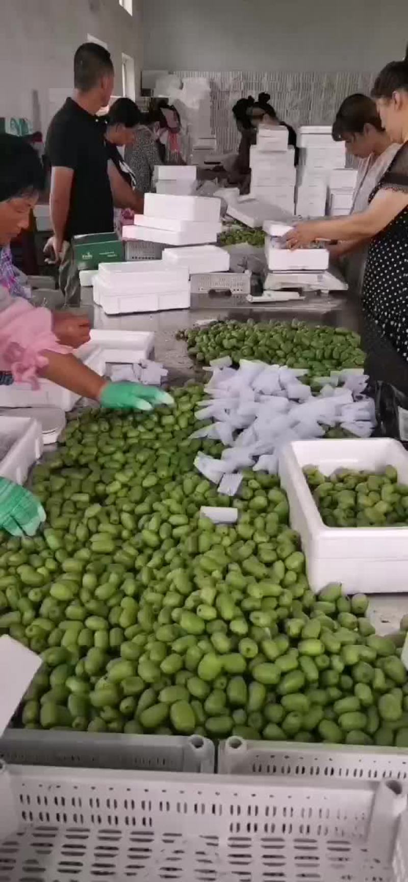 自家软枣猕猴桃一件代发顺风包邮
