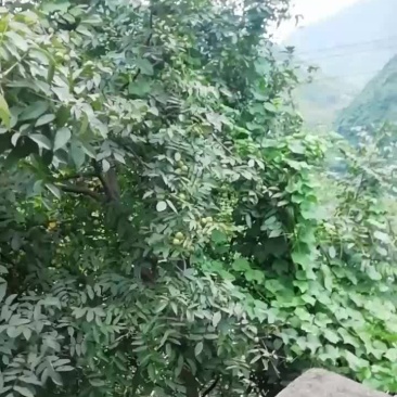 泡核桃价格实惠